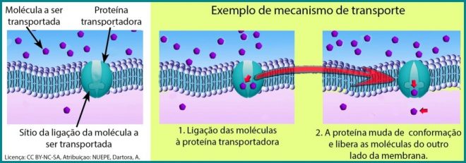 Transporte através da membrana | Nuepe UFPR