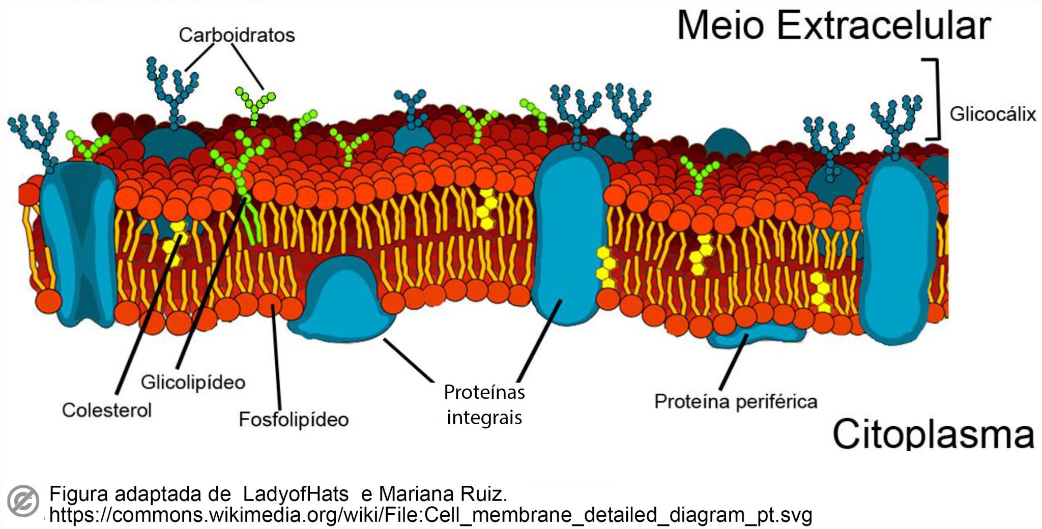 Estrutura da membrana plasmática | Nuepe UFPR